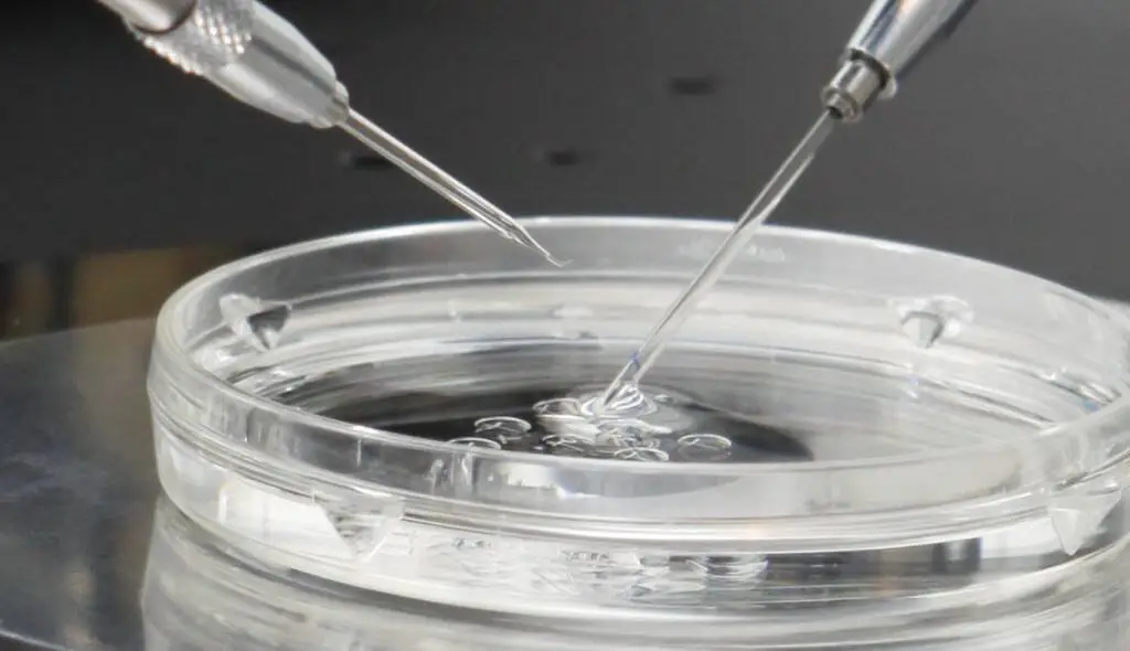 Laboratory tools working with a dish during an IVF procedure