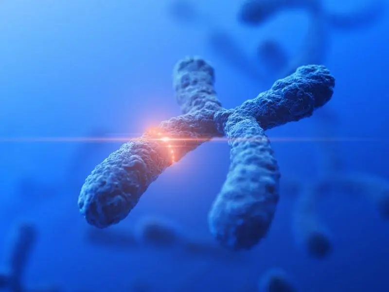 Illustration of a chromosome representing genetics and fertility